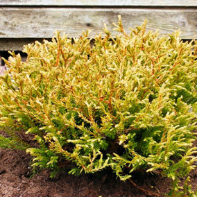 Thuja Golden Tuffet Tree - Compact Growth, Small Size, Evergreen Foliage (20-30cm Height Including Pot)
