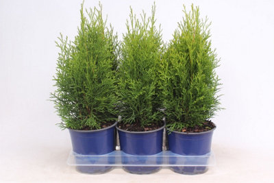 Thuja Occ Smaragd, 15cm Pot Size, 50cm Tall, Arborvitae, Indoor Houseplant