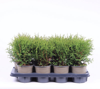 Thuja Occ Tiny Tim, 13cm Pot Size, 25cm Tall, Arborvitae, Indoor Houseplant
