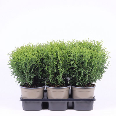 thuja brabant hecke düngen Thuja 