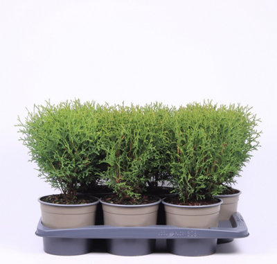 Thuja Occ Tiny Tim, 17cm Pot Size, 40cm Tall, Arborvitae, Indoor Houseplant