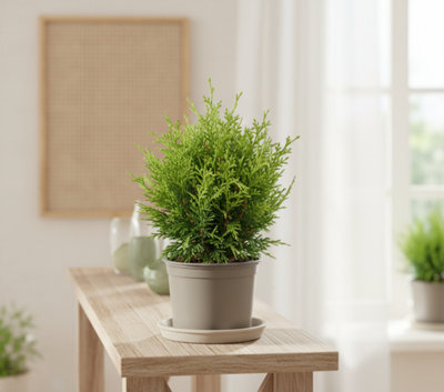 Thuja Occ Tiny Tim Pot size 13 Cm Height 25 arborvitae Indoor Houseplant