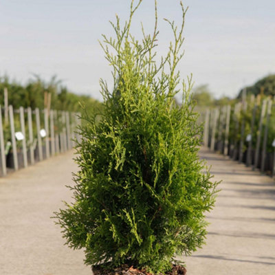 Thuja occidentalis King Of Brabant 1 Litre Potted Plant x 1
