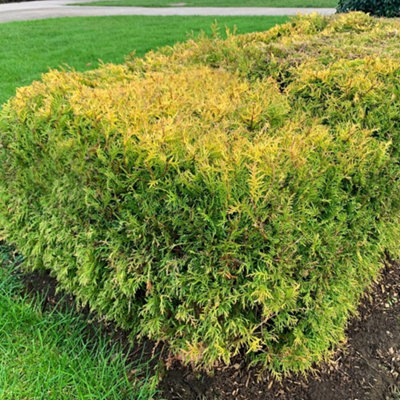 Thuja occidentalis Rheingold 1 Litre Potted Plant x 3