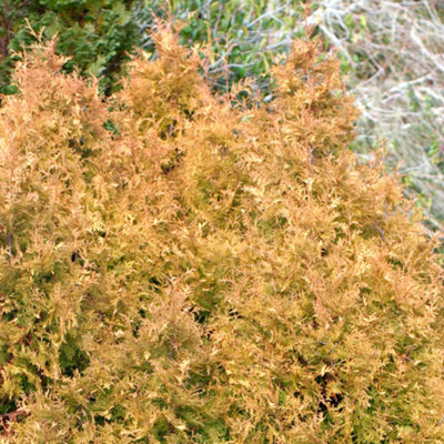 Thuja occidentalis 'Rheingold' Compact Evergreen Conifer Garden Plant ...