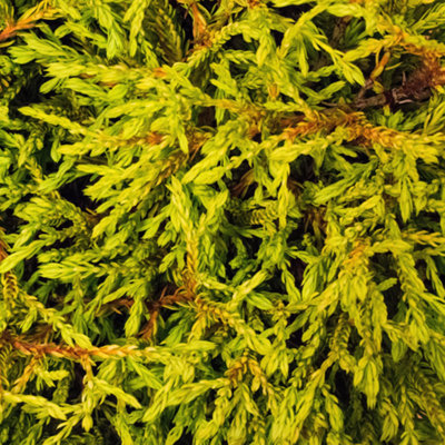 Thuja occidentalis 'Rheingold' Compact Evergreen Conifer Garden Plant ...