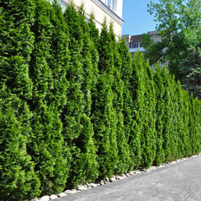 Thuja occidentalis 'Smaragd' in a 9cm Pot White Cedar Shrubs for Gardens