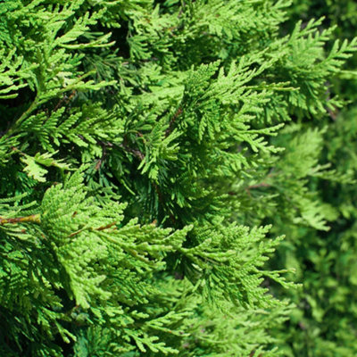 Thuja occidentalis 'Smaragd' in a 9cm Pot White Cedar Shrubs for Gardens - 3