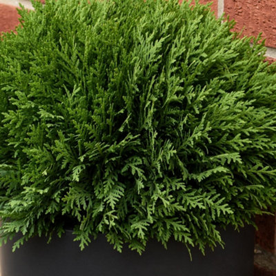 THUJA OCCIDENTALIS TINY TIM - DWARF GLOBE CONIFER STRIKING GREEN FOLIAGE  BORDERS & CONTAINERS 3L POTS