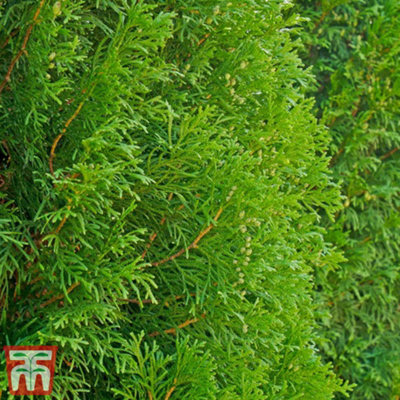 Thuja plicata Atrovirens 9cm Potted Plant x 1