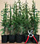 Thuja Plicata Gelderland Western Red Cedar 40-50cm Pack of 10 Supplied in 9cm Pots