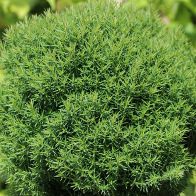 Thuja Teddy Tree - Compact Growth, Globe Shape, Evergreen Foliage (20-30cm  Height Including Pot)