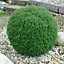 Thuja Teddy Tree - Compact Growth, Globe Shape, Evergreen Foliage (20-30cm Height Including Pot)