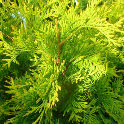 Thuja Yellow Ribbon Tree - Columnar Shape, Golden Foliage, Evergreen ...