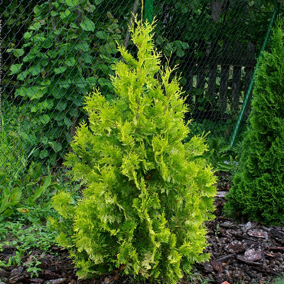Thuja Yellow Ribbon Tree - Columnar Shape, Golden Foliage, Evergreen ...