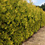 Thuja Yellow Ribbon Tree - Columnar Shape, Golden Foliage, Evergreen (20-30cm Height Including Pot)