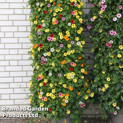 Thunbergia alata 'Sunny Susy Collection' - 5 Jumbo Plug Plants
