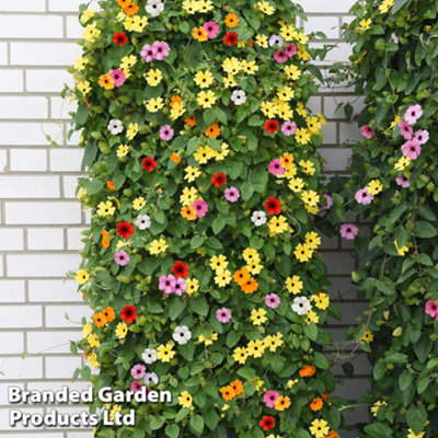 Thunbergia alata 'Sunny Susy Collection' - 5 Jumbo Plug Plants
