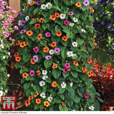 Thunbergia alata 'Sunny Susy Collection' - 5 Jumbo Plug Plants - 3