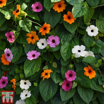 Thunbergia alata 'Sunny Susy Collection' - 5 Jumbo Plug Plants - 4
