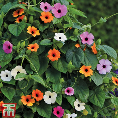 Thunbergia alata 'Sunny Susy Collection' - 5 Jumbo Plug Plants - 5