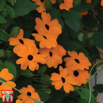 Thunbergia alata 'Sunny Susy Collection' - 5 Jumbo Plug Plants - 6