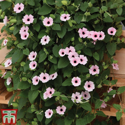 Thunbergia alata 'Sunny Susy Collection' - 5 Jumbo Plug Plants - 7