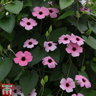 Thunbergia alata 'Sunny Susy Collection' - 5 Jumbo Plug Plants - 8