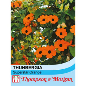 Thunbergia Alata Superstar Orange 1 Seed Packet (12 Seeds)