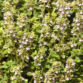 Thyme Common (10-20cm Height Including Pot) Garden Herb Plant - Aromatic Perennial, Compact Size