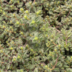 Thyme Common Garden Plant - Aromatic Perennial, Compact Size (15-20cm Height Including Pot)