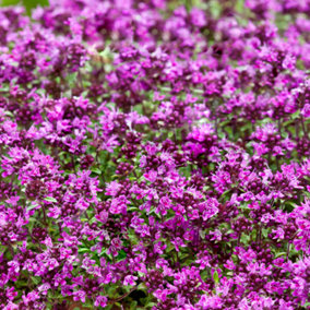 Thyme Creeping Red (10-20cm Height Including Pot) Garden Herb Plant - Aromatic Perennial, Compact Size