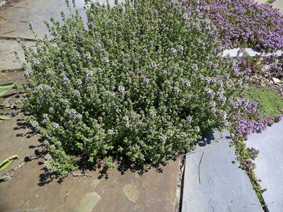 Thyme Herb Plant in 14cm Pot - Thymus for Culinary Use