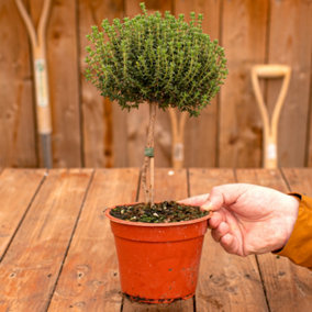 Thyme Herb Tree - Lollipop Herb Bush, Aromatic Leaves, Versatile (20-30cm Height Including Pot)