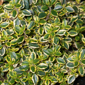 Thyme Lemon (10-20cm Height Including Pot) Garden Herb Plant - Aromatic Perennial, Compact Size