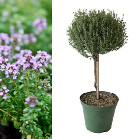 Thyme Lollipop Tree in 14cm Pot - Thymus Herb Plant on Stem - Aromatic Plant for Cooking