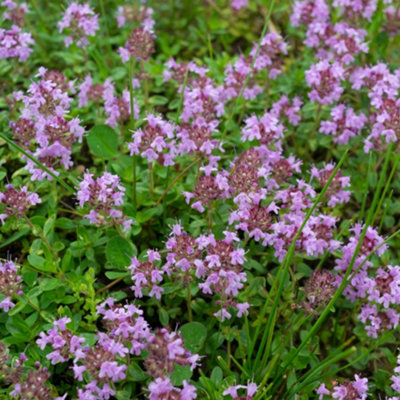 Thyme Pink Herb Plant - Creeping Thyme, Aromatic Ground Cover (5-15cm Height Including Pot)