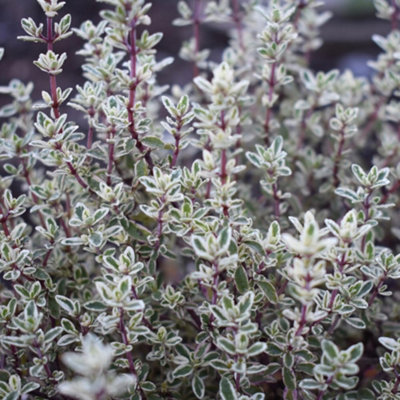 Thyme Silver Posie 9cm Potted Plant x 1