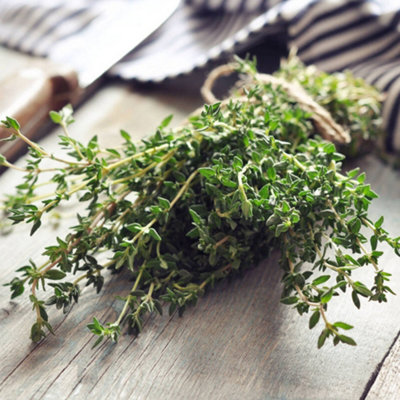 Thyme Silver Queen Herb Plant - Aromatic Leaves, Evergeen Shrub, Culinary Herb (20-30cm Height Including Pot)