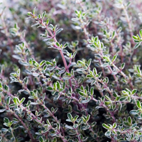 Thyme Silver Queen Herb Plant - Variegated Foliage, Edible Aromatic Herb (5-15cm Height Including Pot)