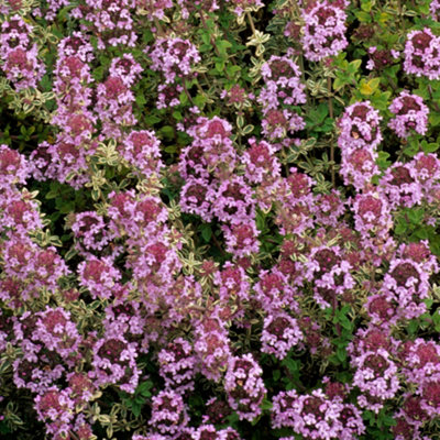 Thymus Silver Posie Herb Plant - Variegated Foliage, Pink Flowers, Aromatic Herb (5-15cm Height Including Pot)