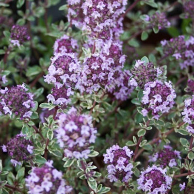Thymus Silver Posie Herb Plant - Variegated Foliage, Pink Flowers, Aromatic Herb (5-15cm Height Including Pot)