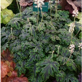 Tiarella Emerald Ellie - Foamflower Plant in 9cm Pot - Rare Herbaceous Perennial
