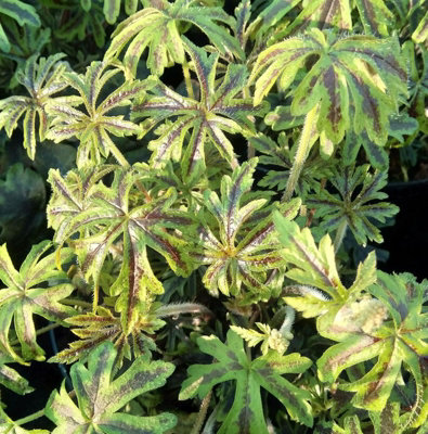 Tiarella Emerald Ellie - Foamflower Plant in 9cm Pot - Rare Herbaceous Perennial - 3