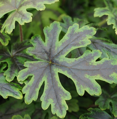 Tiarella Emerald Ellie - Foamflower Plant in 9cm Pot - Rare Herbaceous Perennial - 5