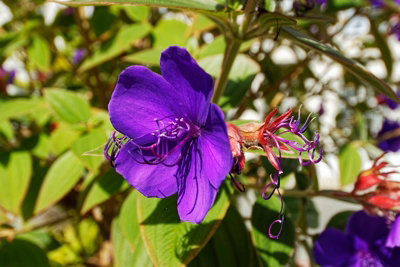 Tibouchina organensis purple moon Princess Tree Plug plant