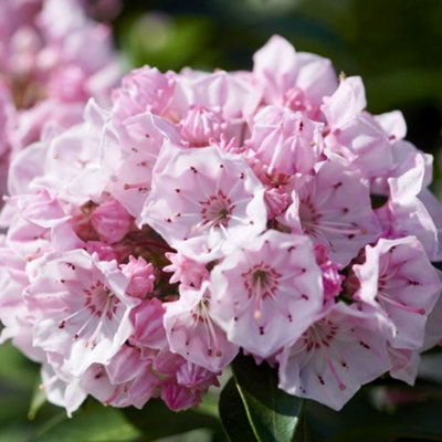 Tiddlywinks Mountain Laurel