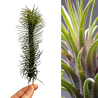 Tillandsia Funckiana - Red Flowering Air Plant - 20cm in Height - Indoor Plant
