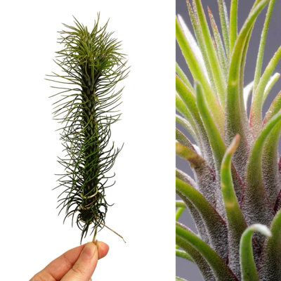 Tillandsia 