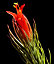 Tillandsia Funckiana - Red Flowering Air Plant - 20cm in Height - Indoor Plant